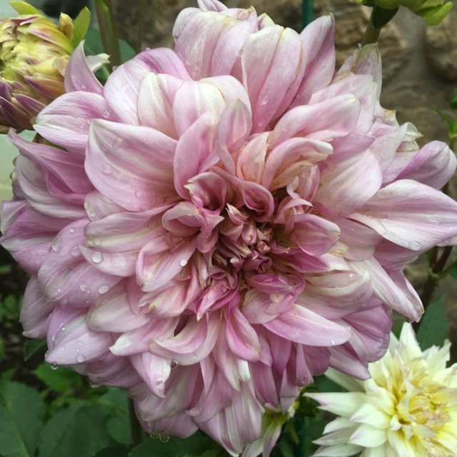 purple dahlia.JPG