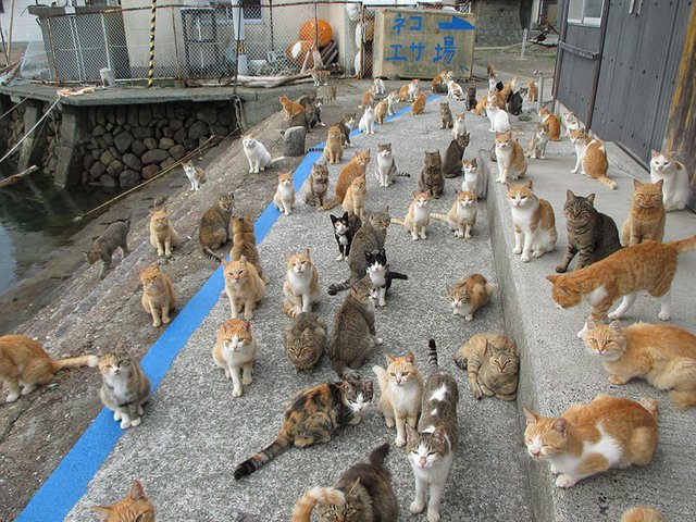 Aoshima - The island of cats # 3 — Steemit