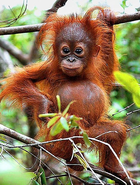 cutemonkey2.jpg