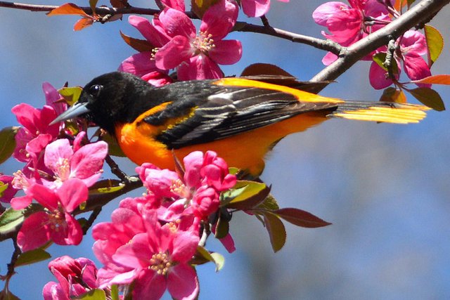 spring-oriole-xx-58a6d0575f9b58a3c9047c50.jpg