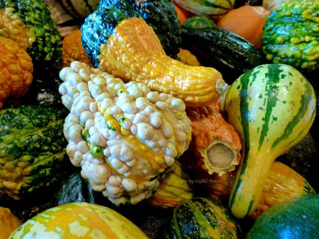 bumpy gourds.JPG