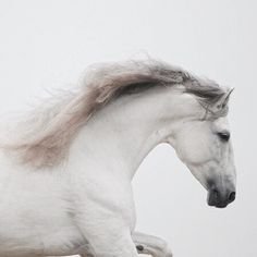 54abfdbfcb4809dcbb4927c40801215f--eowyn-aesthetic-horse-aesthetic.jpg