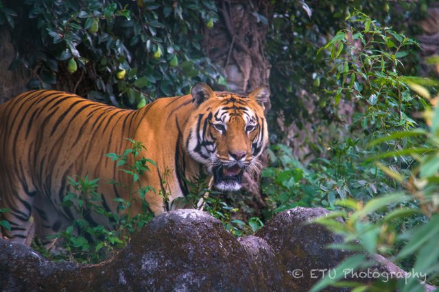 nepalzoo-1.jpg