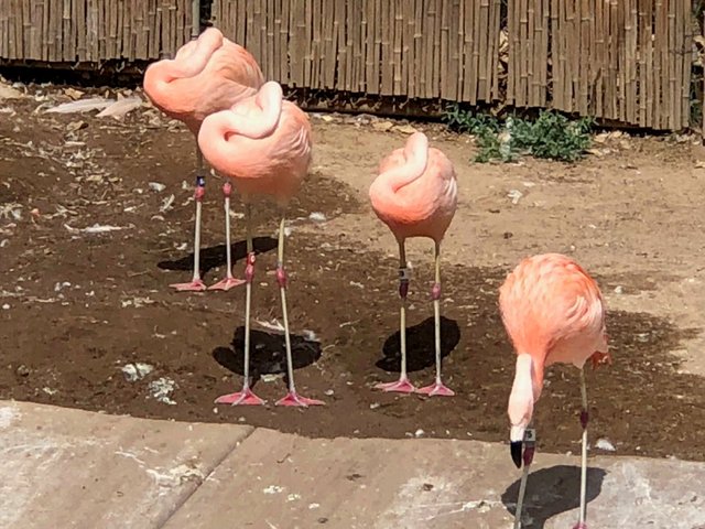 flamingo2.jpg