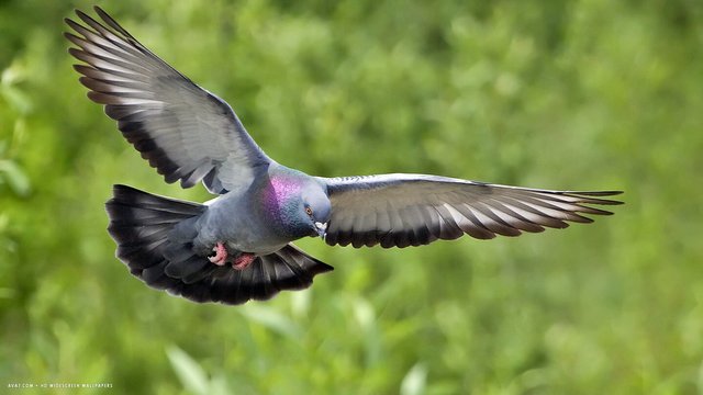 pigeon-bird-flying.jpg