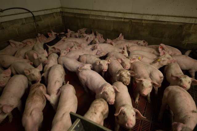 pigs_on_factory_farm