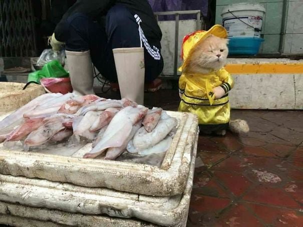 unusual-seller-fish-seen-vietnamese-market-so-cute-1fuzz-com-3.jpg