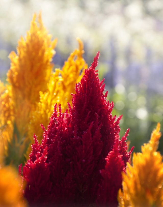 celosia-1401810_1920.jpg