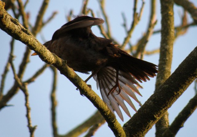 Mrs B preening crop (2015_09_28 11_13_35 UTC).jpg