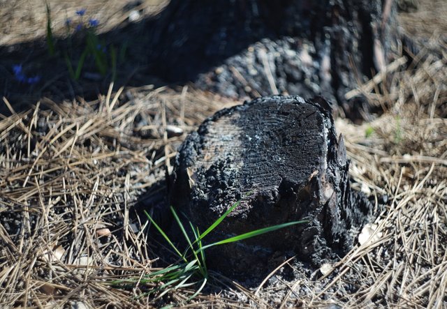 tree burned 2.jpg