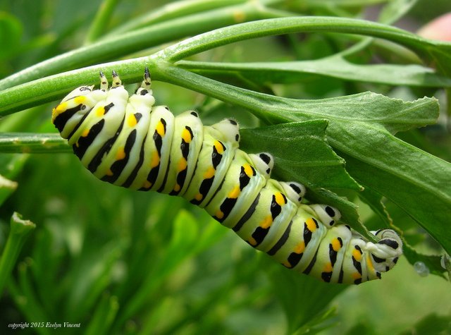 Black-Swallowtail-Larvae-Caterpillar-July2015.jpg