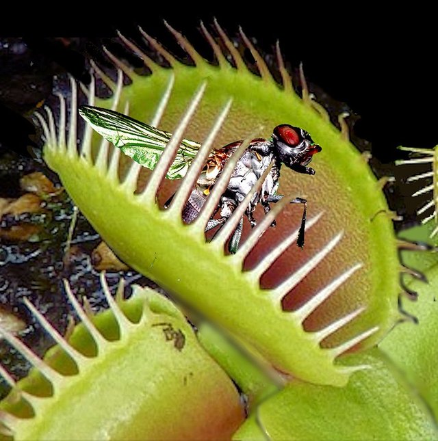 venus-flytrap-2667991_960_720.jpg