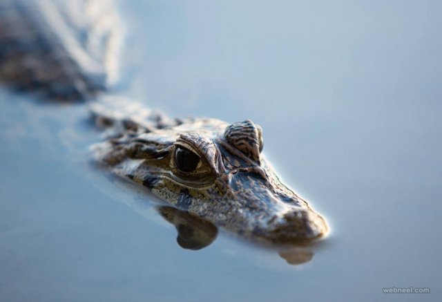 6-crocodile-wildlife-photography-by-piccaya.preview.jpg