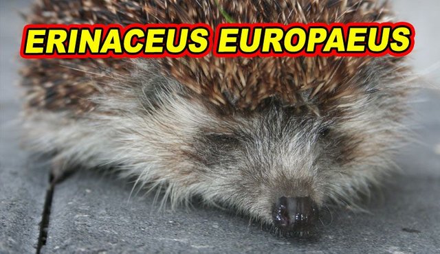 jeż-europejski-Erinaceus-europaeus-opis-gatunku.jpg