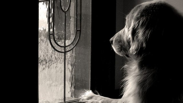 waiting-doggo-960x540.jpg