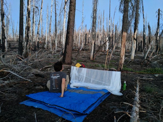 camping burnt forest.jpeg