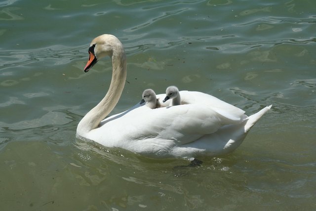 swan-2121797_1280.jpg