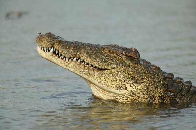 01-nile-crocodile-florida.adapt.710.1.jpg