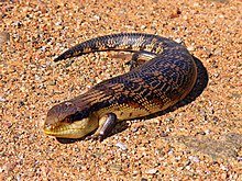 220px-Blue-toungued_skink444.jpg