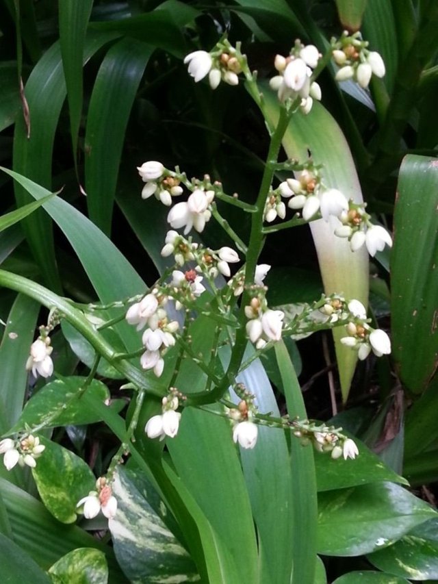 white flower5.jpg