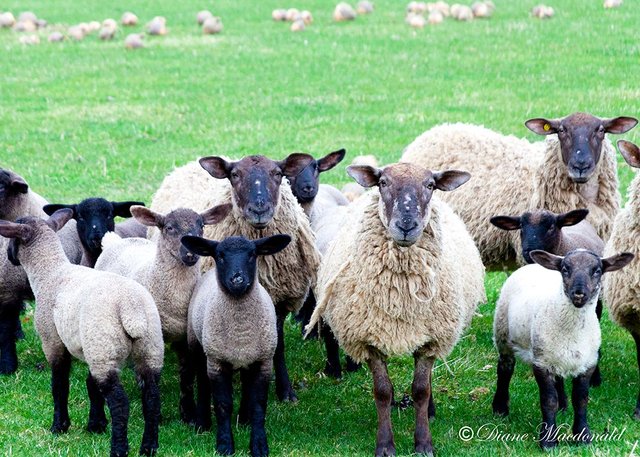 Scottish Blackfaced Sheep.jpg