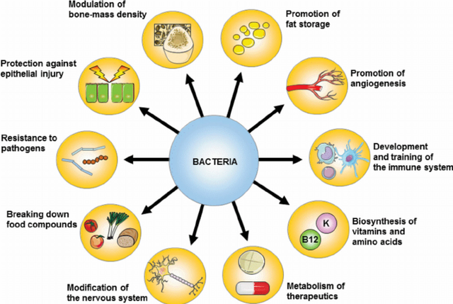 Figure-1-Main-functions-of-bacteria-in-the-gut-Bacteria-benefit-the-host-in-many-ways.png