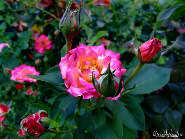 hot-pink-rose-8003.jpg
