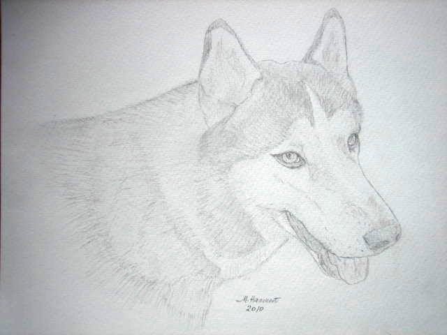 husky pencil sketch