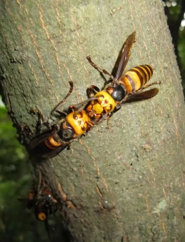 Giant Japanese Hornet.JPG