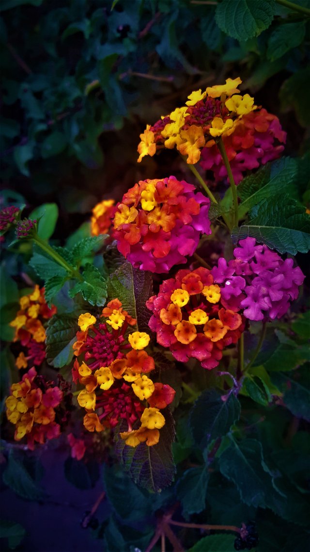 Colorful_flowers_theia3.jpg
