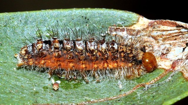 Insects Lepidoptera Unknown caterpillar 2017-11-01.jpg