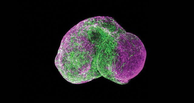 030318_organoids_main.jpg