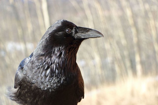 A_Common_Raven.jpg