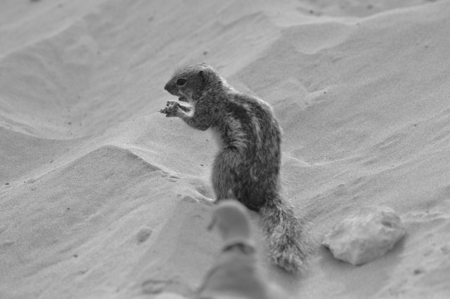 114766394111 - barbary ground squirrels fuerteventura_3.jpg