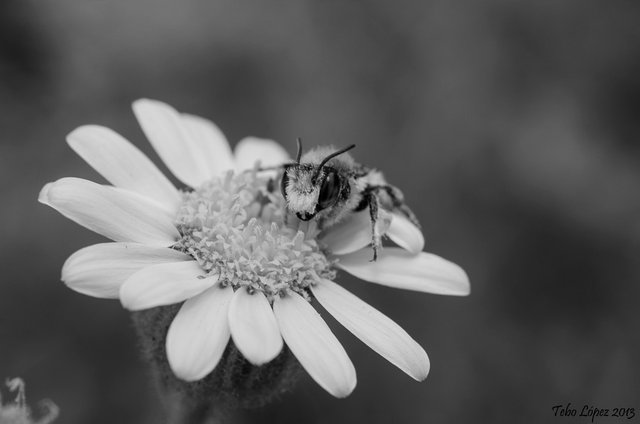abeja-en-blanco-y-negro.jpg