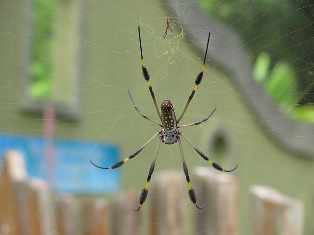 1.1418922995.golden-orb-spider.jpg