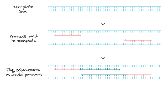 Amplification of template DNA.png
