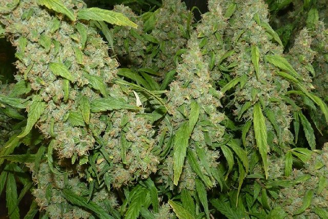 How-To-Harvest-Outdoor-Marijuana-Plants-720x480.jpg
