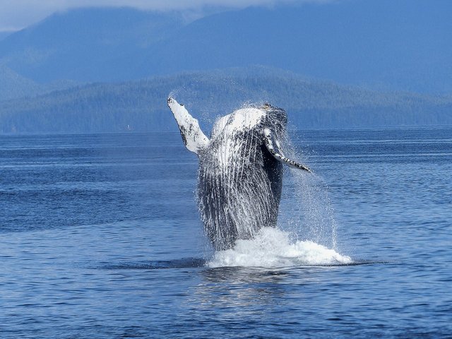 pixabay-humpback-whale-431902_960_720.jpg