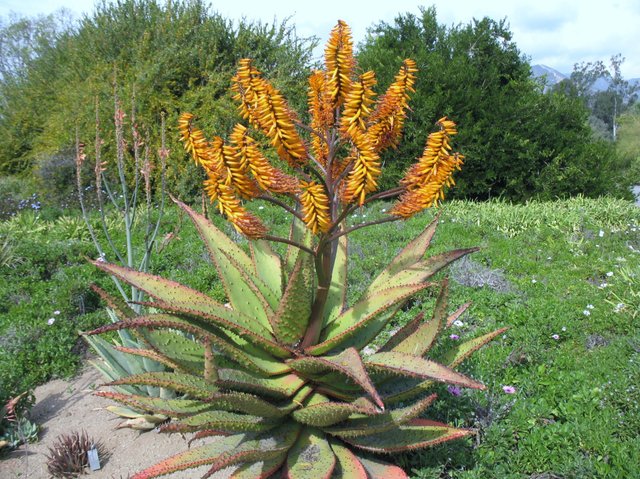Aloe Marlothii.jpg