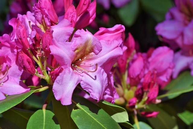 Rhododendron-Rhododendron-Buds-Rhododendron-Flower-3386367.jpg