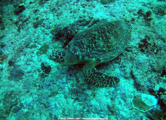 turtle-maldives-2017-south-ari-atoll-vilamendhoo_06.jpg