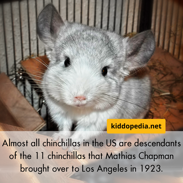 14 Chinchilla.png