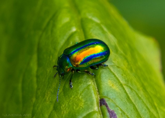 Rainbow_Bug_6.jpg