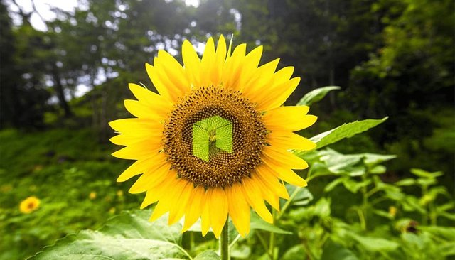 neo-sunflower-outside-1050x600.jpg