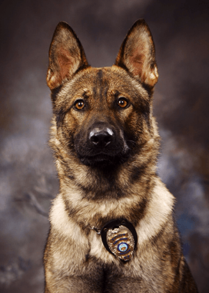 K9 DOG OFFICER GERMAN SHEPARD.png