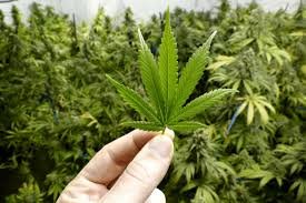 marijuana01.jpg