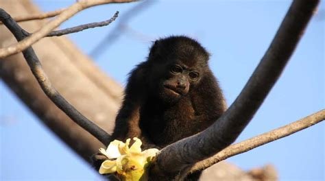 howlermonkey.jpeg