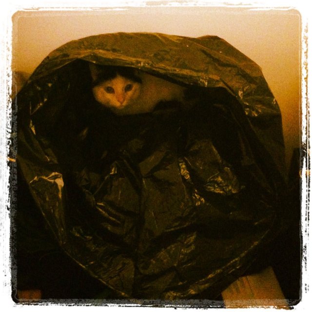 catinthebag.jpg