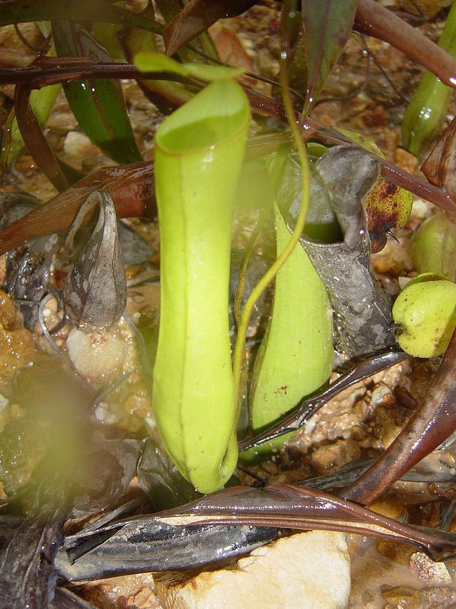 800px-Pitcher_plant2.JPG